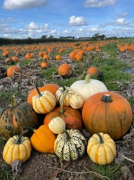 Ten Pumpkin Picking Spots in the North East this October