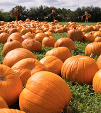 Ten Pumpkin Picking Spots in the North East this October