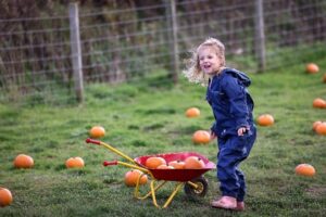 Ten Pumpkin Picking Spots in the North East this October